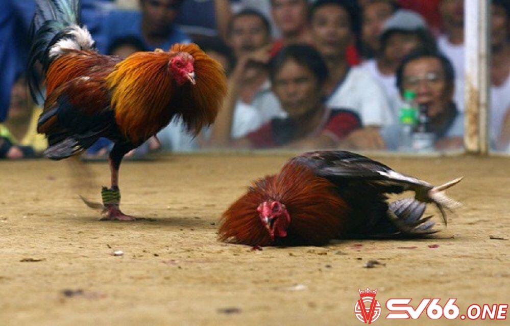 Những trận đấu đá gà C3 đáng chú ý hôm nay